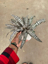 Load image into Gallery viewer, Cryptanthus 'Absolute  Zero' (Earth Star) (Bromeliad)
