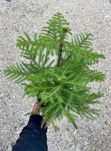 Load image into Gallery viewer, Araucaria heterophylla (Norfolk Island Pine)
