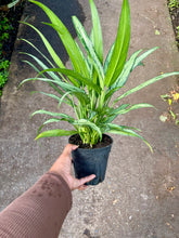Load image into Gallery viewer, Aglaonema &#39;Cutlass&#39;
