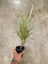 Load image into Gallery viewer, Dracaena marginata 'Tricolor' (Madagascar Dragon Tree)
