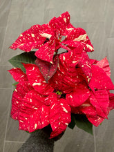 Load image into Gallery viewer, Euphorbia pulcherrima 'Poinsettia'
