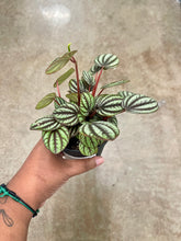 Load image into Gallery viewer, Peperomia albovittata 'Piccolo Banda'
