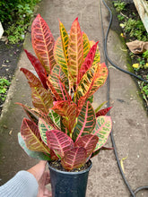 Load image into Gallery viewer, Codiaeum variegatum 'Petra' (Petra Croton)
