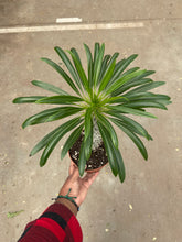 Load image into Gallery viewer, Pachypodium lamerei (Madagascar Palm)
