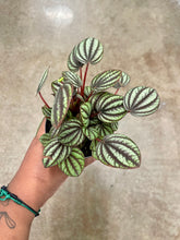 Load image into Gallery viewer, Peperomia albovittata 'Piccolo Banda'
