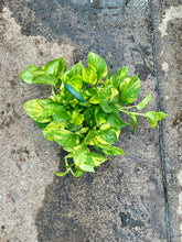 Load image into Gallery viewer, Epipremnum aureum (Golden Pothos)
