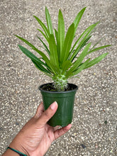 Load image into Gallery viewer, Pachypodium lamerei (Madagascar Palm)
