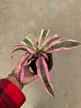 Load image into Gallery viewer, Cryptanthus 'Red Baron' (Earth Star) (Bromeliad)
