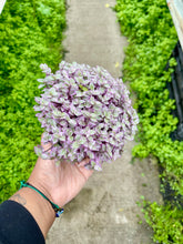 Load image into Gallery viewer, Callisia repens 'Pink Lady'
