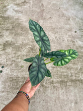 Load image into Gallery viewer, Alocasia baginda 'Dragon Scale'
