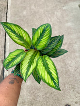 Load image into Gallery viewer, Goeppertia ornata 'Beauty Star'

