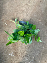 Load image into Gallery viewer, Monstera karstenianum (Monstera Peru)
