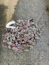 Load image into Gallery viewer, Tradescantia zebrina 'Burgundy' (Inch Plant)
