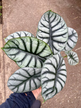 Load image into Gallery viewer, Alocasia &#39;Silver Dragon&#39;
