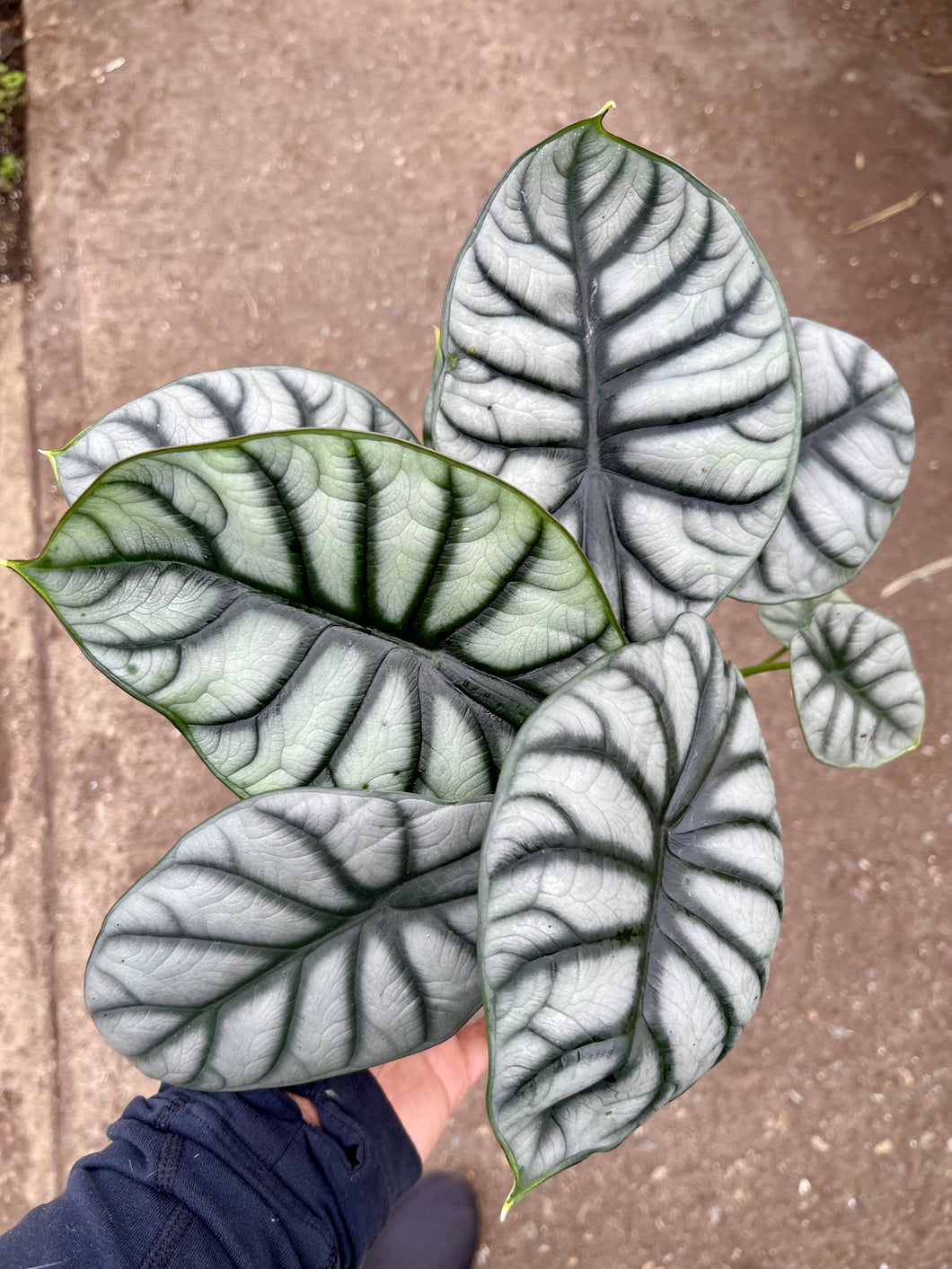 Alocasia 'Silver Dragon'