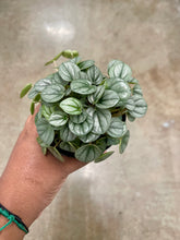 Load image into Gallery viewer, Peperomia 'Little Toscani'
