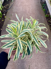 Load image into Gallery viewer, Dracaena reflexa 'Song of India'

