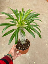 Load image into Gallery viewer, Pachypodium lamerei (Madagascar Palm)
