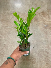 Load image into Gallery viewer, Zamioculcas zamiifolia 'Zamicro' (ZZ Plant)
