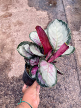 Load image into Gallery viewer, Goeppertia roseopicta 'Corona' (Prayer Plant)

