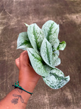 Load image into Gallery viewer, Scindapsus pictus 'Dappled Dude'
