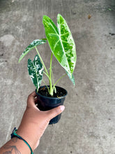 Load image into Gallery viewer, Alocasia micholitziana 'Variegata'
 (Variegated Frydek)
