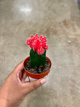 Load image into Gallery viewer, Gymnocalycium mihanovichii (Moon Cactus)
