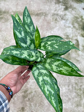Load image into Gallery viewer, Aglaonema commutatum 'Maria' (Chinese Evergreen)

