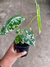 Load image into Gallery viewer, Alocasia micholitziana 'Variegata'
 (Variegated Frydek)
