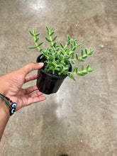 Load image into Gallery viewer, Delosperma echinatum (Pickle Plant)
