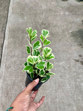 Load image into Gallery viewer, Ficus triangularis 'Variegata' (Triangle Ficus)
