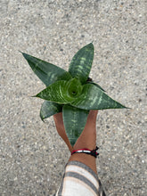Load image into Gallery viewer, Dracaena trifasciata 'Green Hahnii' (Snake Plant)
