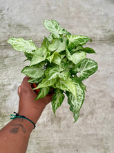 Load image into Gallery viewer, Syngonium podophyllum 'White Butterfly'
