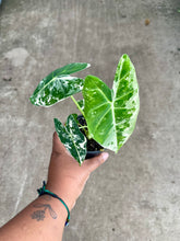 Load image into Gallery viewer, Alocasia micholitziana 'Variegata'
 (Variegated Frydek)
