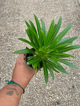 Load image into Gallery viewer, Pachypodium lamerei (Madagascar Palm)
