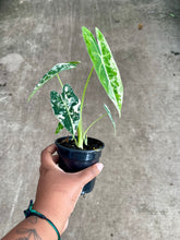 Load image into Gallery viewer, Alocasia micholitziana 'Variegata'
 (Variegated Frydek)
