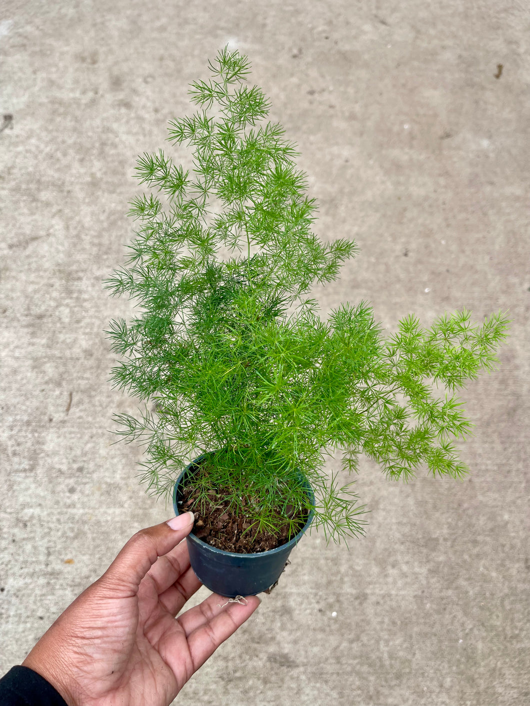 Asparagus retrofractus (Ming Fern)