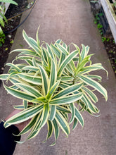 Load image into Gallery viewer, Dracaena reflexa 'Song of India'
