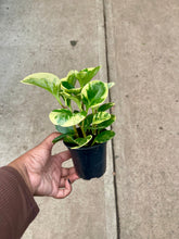 Load image into Gallery viewer, Peperomia obtusifolia 'Golden Gate' (Baby Rubberplant)
