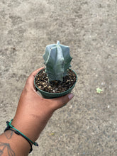 Load image into Gallery viewer, Stenocereus pruinosus (Gray Ghost Organ Pipe)
