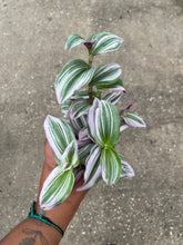 Load image into Gallery viewer, Tradescantia albiflora 'Nanouk'
