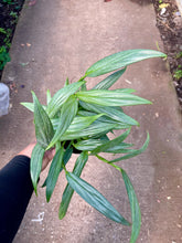 Load image into Gallery viewer, Epipremnum amplissimum (Pothos Amplifolia)
