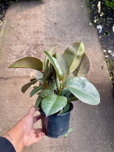 Load image into Gallery viewer, Ficus elastica 'Robusta' (Rubber Tree)
