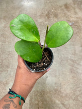 Load image into Gallery viewer, Hoya kerrii (Sweetheart Hoya)
