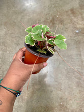 Load image into Gallery viewer, Saxifraga stolonifera ‘Variegata’ (Variegated Strawberry Begonia)
