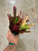 Load image into Gallery viewer, Codiaeum variegatum 'Oak Leaf' (Oak Leaf Croton)
