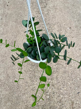 Load image into Gallery viewer, Xerosicyos danguyi 'Silver Dollar Vine'
