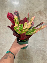 Load image into Gallery viewer, Codiaeum variegatum 'Oak Leaf' (Oak Leaf Croton)
