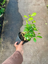Load image into Gallery viewer, Ficus microcarpa 'Ginseng' (Ginseng Ficus)
