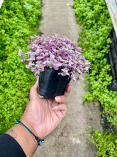 Load image into Gallery viewer, Callisia repens 'Pink Lady'
